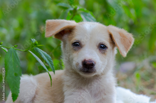 Cute street puppy dog sitting frontal and looking at camera, isolated on natures background 
