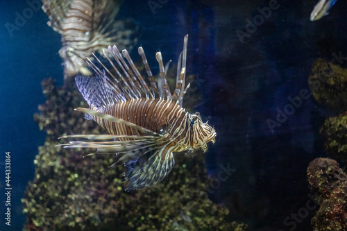fish lionfish zebra on the background of coral reefs, Pterois volitans