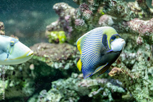 fish imperial angel on a background of coral, Pomacanthus imperator photo