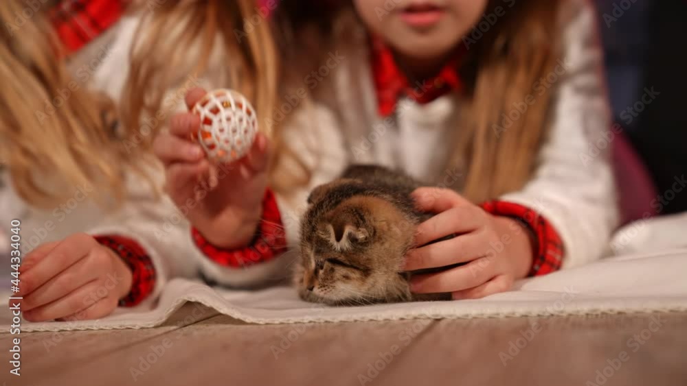 Funny kitten in children's hands. Pretty girls playing with little gray cat at Christmas. Close-up.