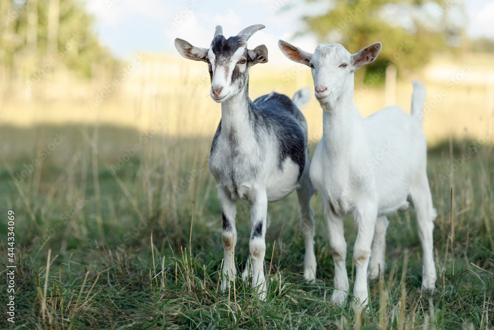 Gray goat with horns and a white buck in a rural landscape background