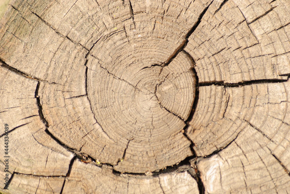 Cut of old wood with rings and cracked texture.Background
