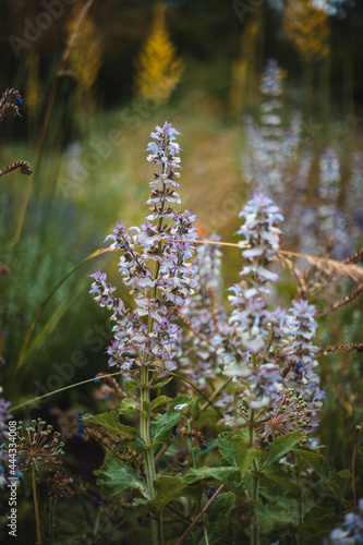 botanic garden, flowers