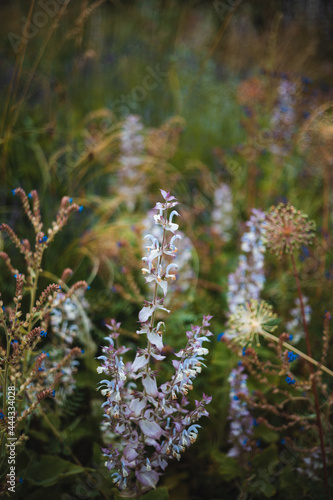 flower in the forest