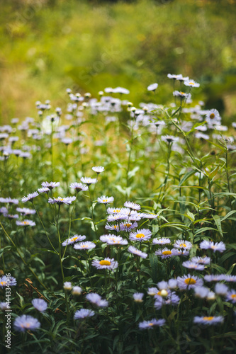 daisies in a field