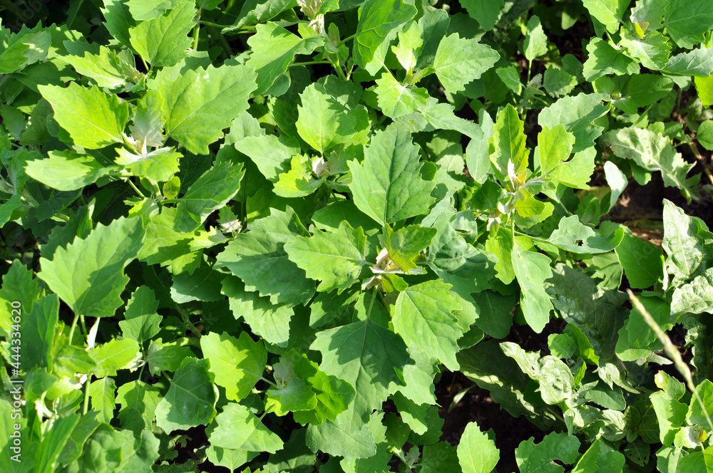 In nature, the grows fat hen (Chenopodium album) In nature, the grows fat hen (Chenopodium album)