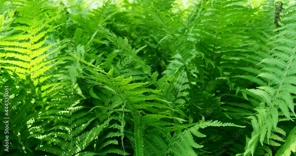 Delicate leaves and leaves of wild ferns sway in the even wind. Delicate leaves and leaves of wild ferns sway in the even wind.