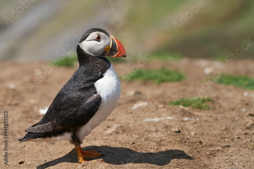 Atlantic puffin (Fratercula arctica) on the cliffs of Skomer Island off the coast of Pembrokeshire in Wales, United Kingdom