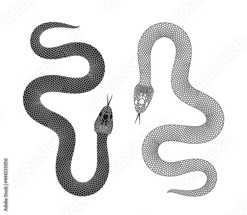 Snake logo. Isolated snake on white background