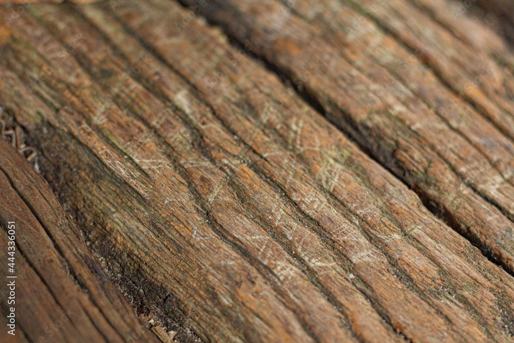 Obraz premium texture