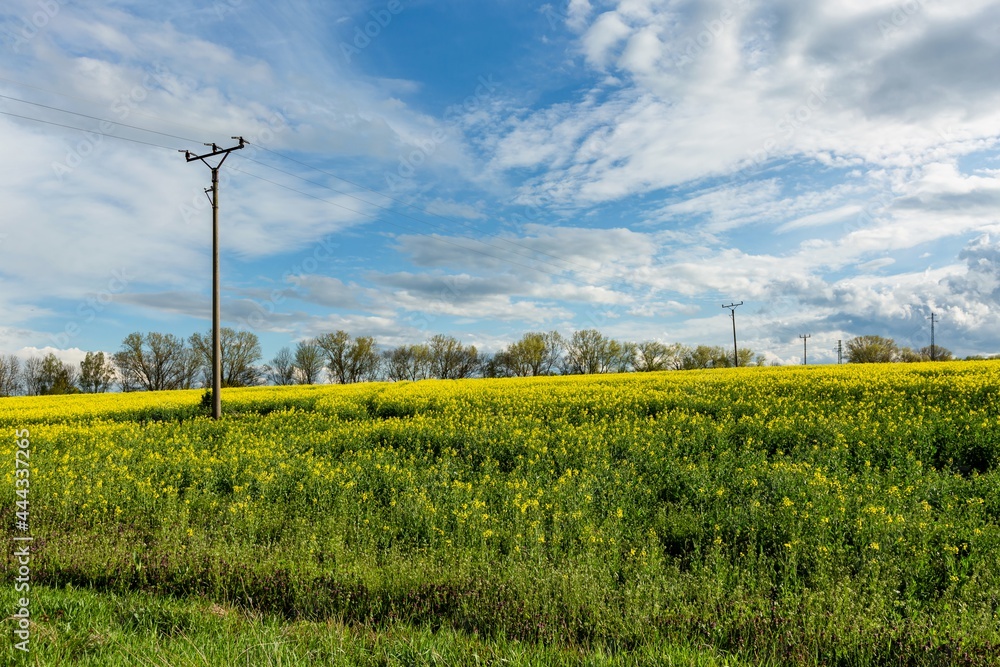 View of rural countryside with yellow rapeseed field, green grass, trees on horizon, electricity poles and lines. Sunny spring day with blue sky and white clouds.