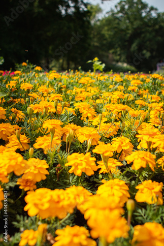 yellow flowers in the garden