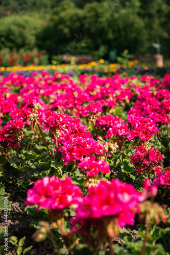 pink flowers in the garden