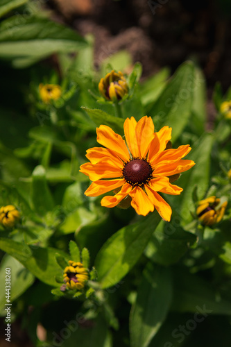 yellow flower in the rosegarden