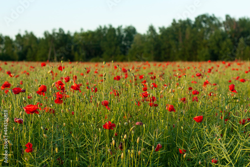 Field of red poppies