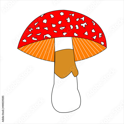 Reino fungi hongos venenosos amanita muscaria