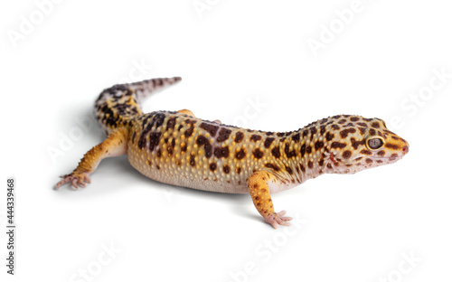 Leopard gecko (eublepharis macularius)