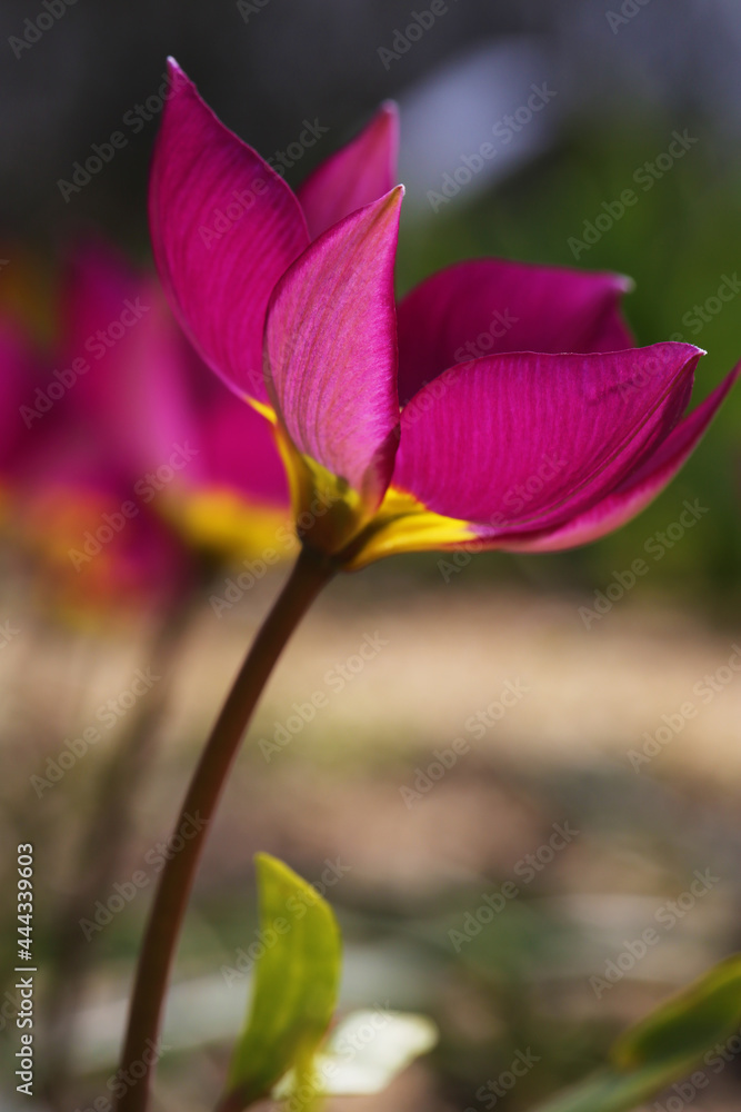 Small purple tulip flower growing at the garden close up Small purple tulip flower growing at the garden close up