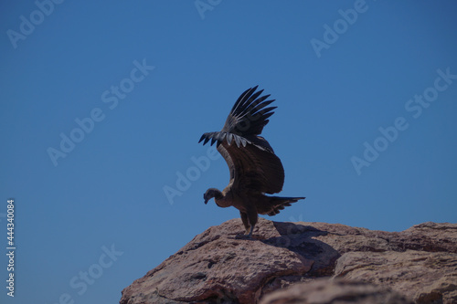 Condor andino.Ave que habita la Cordillera de Los Andes. Ave protegida por peligro de extinción.Vultur gryphus Cóndor aprendiendo a volar