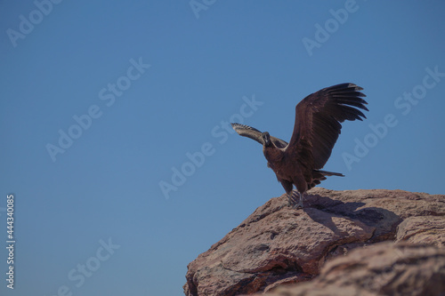 Condor andino.Ave que habita la Cordillera de Los Andes. Ave protegida por peligro de extinción.Vultur gryphus photo