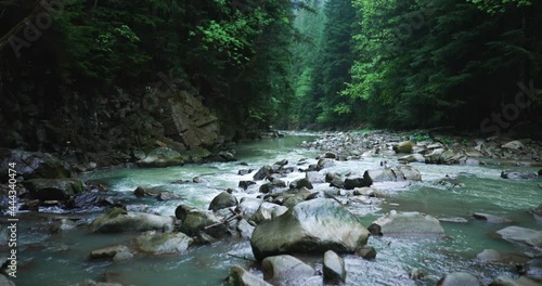 Beauty and power of crystal clear mountain river flowing through picturesque forested area in Carpathian mountains, Ukraine.