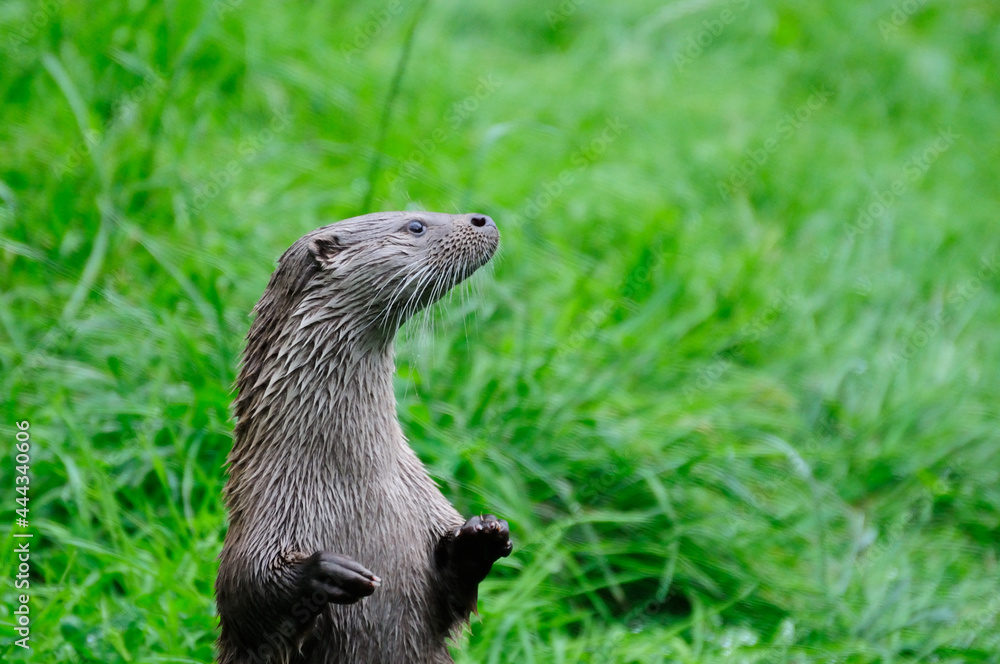 Fototapeta premium Close up of a Otter (Lutra lutra)