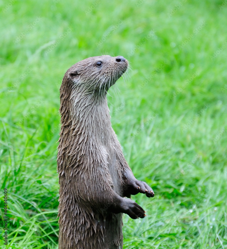 Otter standing up and looking upwards