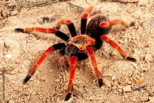 Mexican Fireleg Tarantula (Brachypelm boehmei).