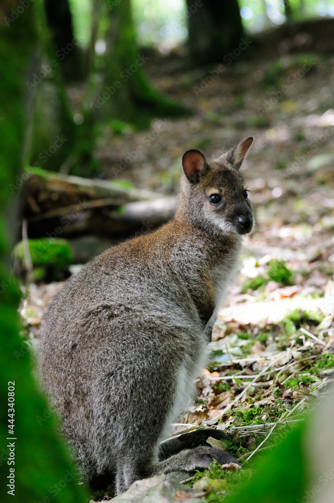Wallaby looking into the camera