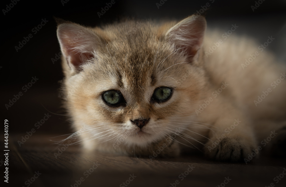Portrait of a kitten of the British breed of red color and green eyes