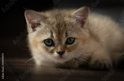 Portrait of a kitten of the British breed of red color and green eyes © Игорь Кляхин