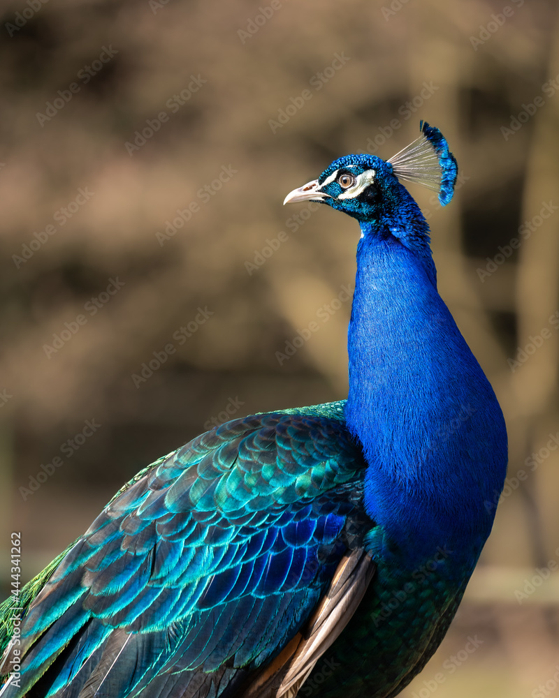 Fototapeta premium Farbenfroher Pfau