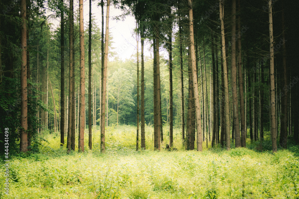 Wiederaufforstung und Wiederbegrünung im Mischwald Wiederaufforstung und Wiederbegrünung im Mischwald