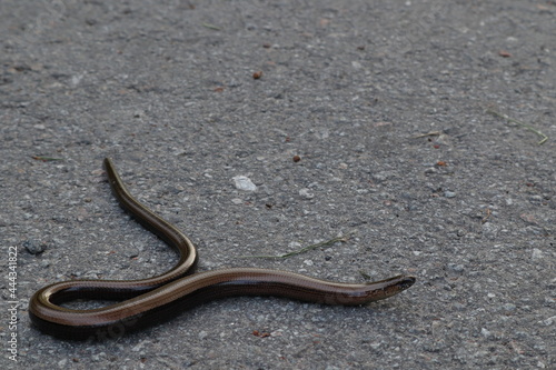 One slow worm on a asphalt street. Non poisonous snake. Reptile animal on the ground. Stockholm, Sweden, Scandinavia, Europe.