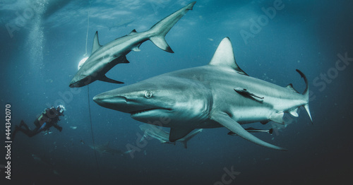 Blacktip ocean shark swimming in tropical underwaters