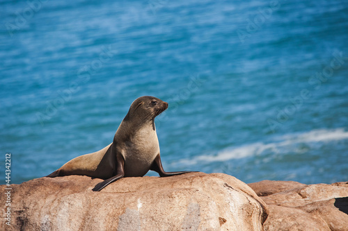 Cape Fur Seal Arctocephalus pusillus on the Rocks 11712