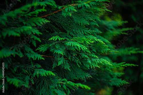 Close up of thuja leaves