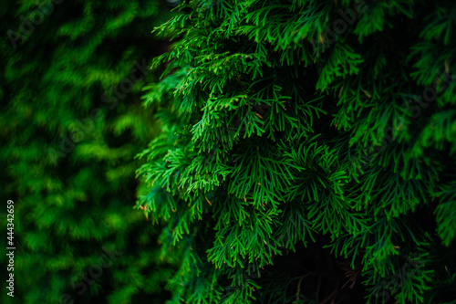 Close up of thuja leaves