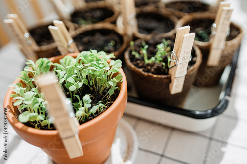 Planted herbs in peat pots. Home gardening