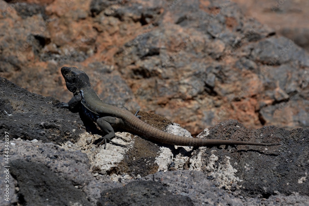 A black lizard in the south of Tenerife A black lizard in the south of Tenerife