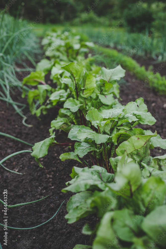 Ecologically grown fresh, new season Beet greens (Beta vulgaris) growing in home garden in brown soil, suitable for vegetarians and vegans, side view Ecologically grown fresh, new season Beet greens (Beta vulgaris) growing in home garden in brown soil, suitable for vegetarians and vegans, side view