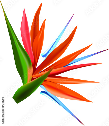 sterlitzia flower vivid multicolor vector illustration