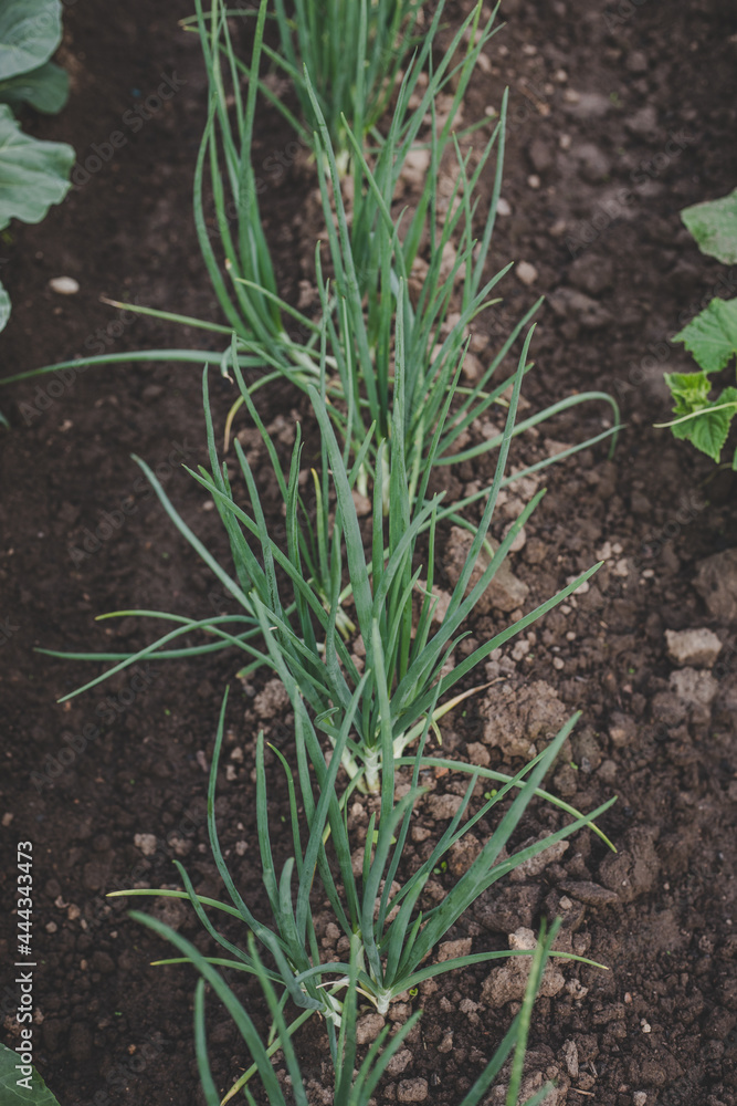 Ecologically grown green, fresh, new season Spring onions (scallion) growing in home garden in brown soil, suitable for vegetarians and vegans Ecologically grown green, fresh, new season Spring onions (scallion) growing in home garden in brown soil, suitable for vegetarians and vegans