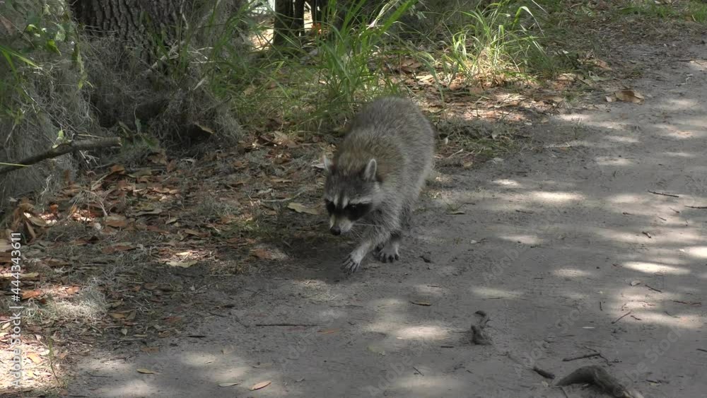 Raccoon walking on a trail in Florida park Raccoon walking on a trail in Florida park