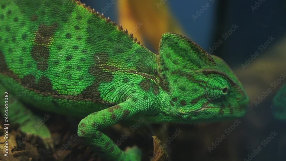 A beautiful green lizard crawls on twigs in the terrarium. The living reptile moves its eyes and moves them in different directions. A beautiful green lizard crawls on twigs in the terrarium. The living reptile moves its eyes and moves them in different directions.