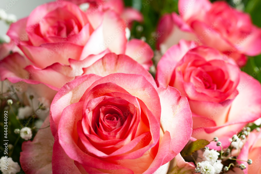 Bouquet of beautiful pink roses
Bouquet of beautiful pink roses