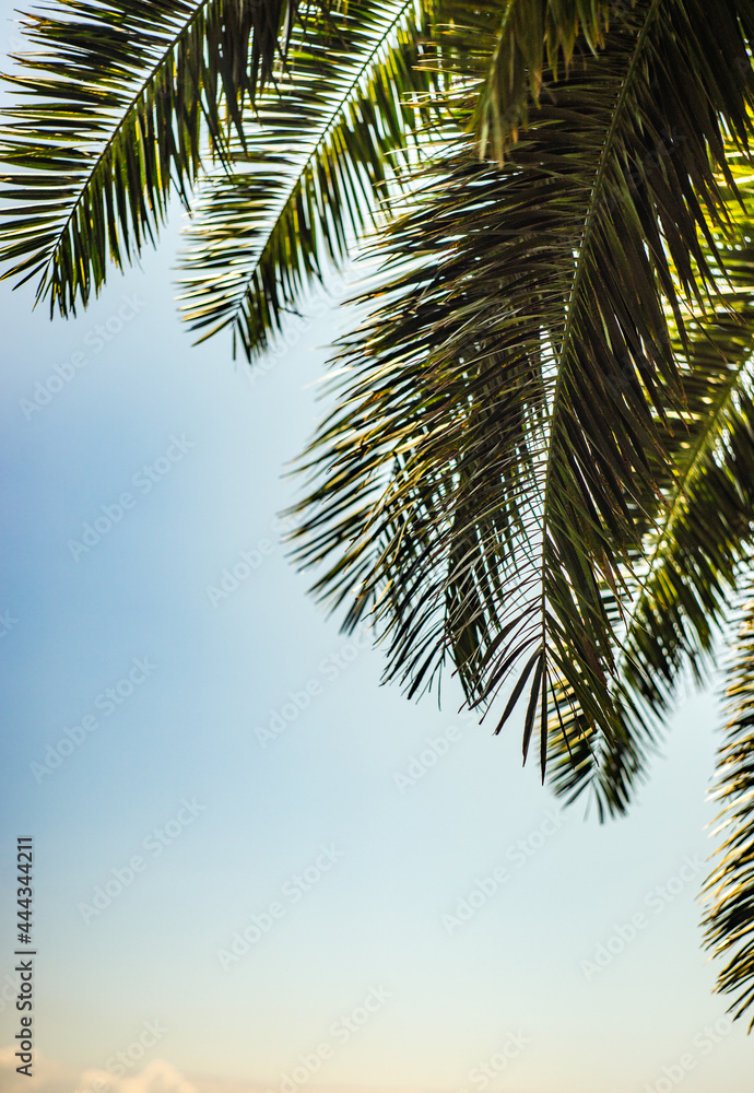Naklejka premium Palm tree leaves as a natural background