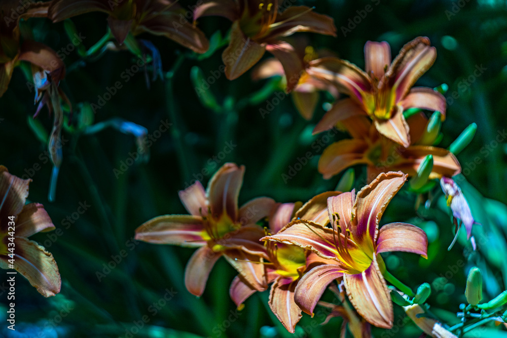 Fototapeta premium Flowers of Lily plant