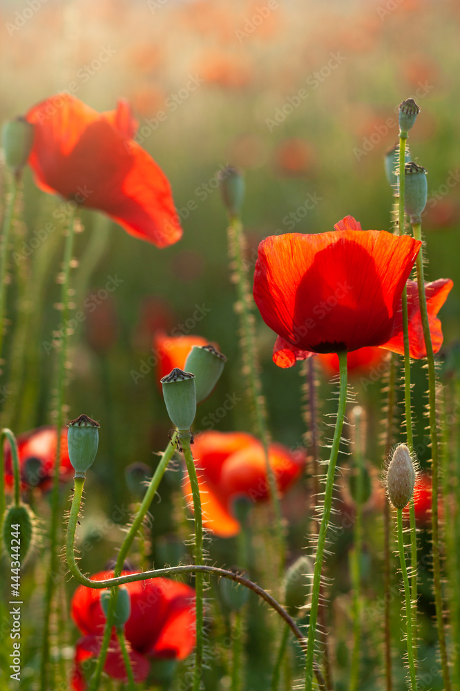 Red poppies in a field