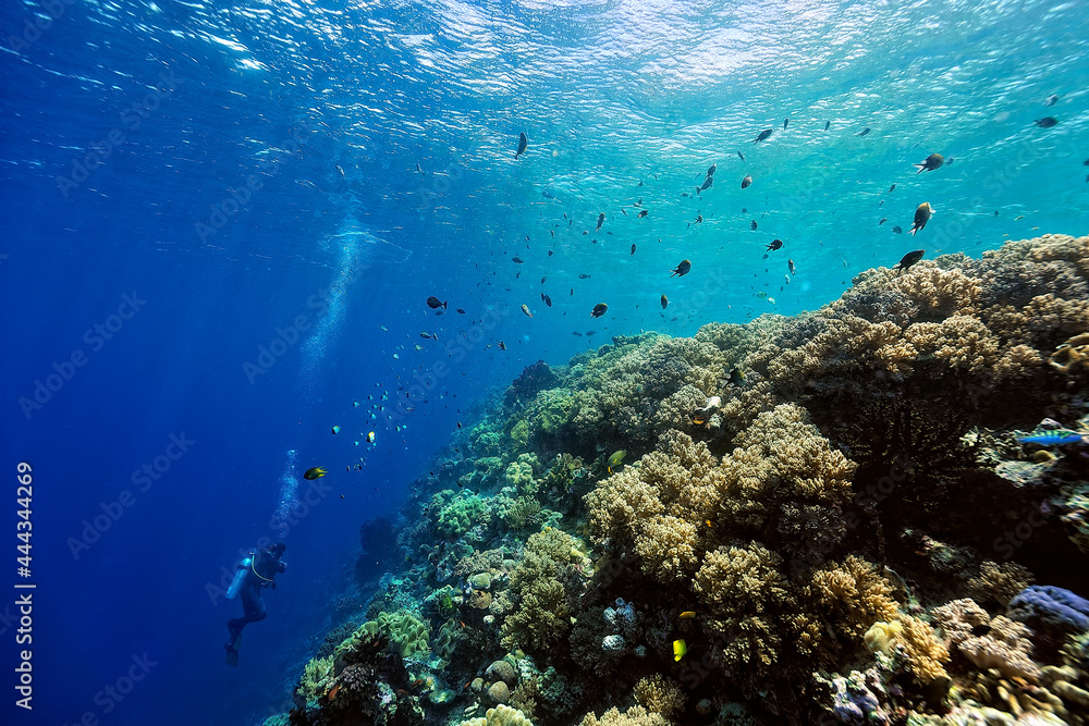 A picture of the coral reef